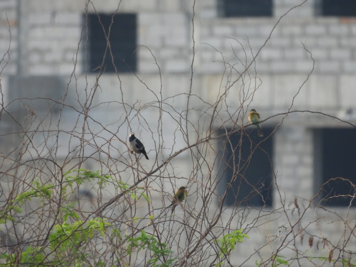 Indian Pied Starling - ML646096333
