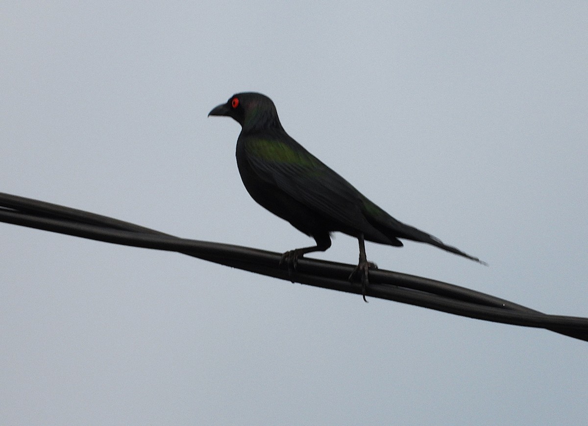 špaček lesklý - ML646096338