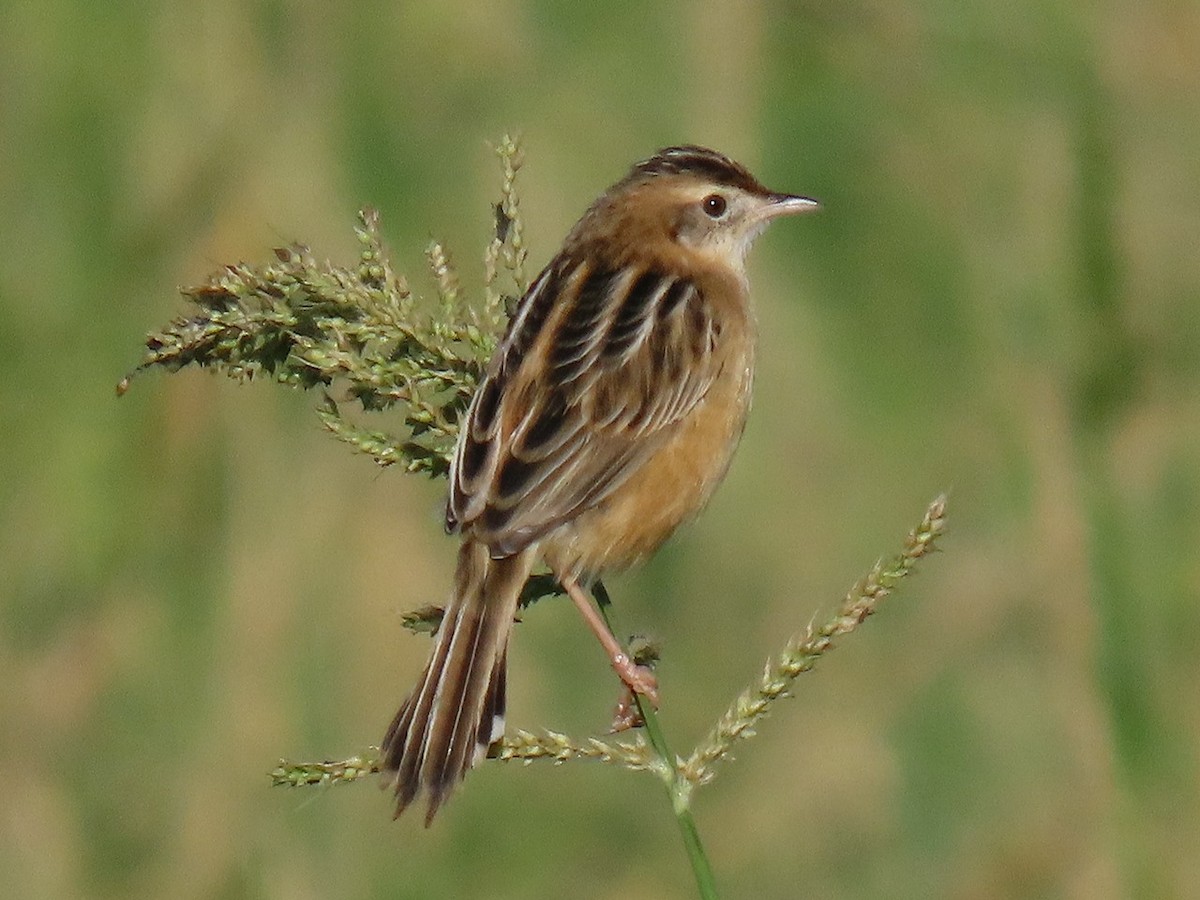 Zitting Cisticola - ML646096339
