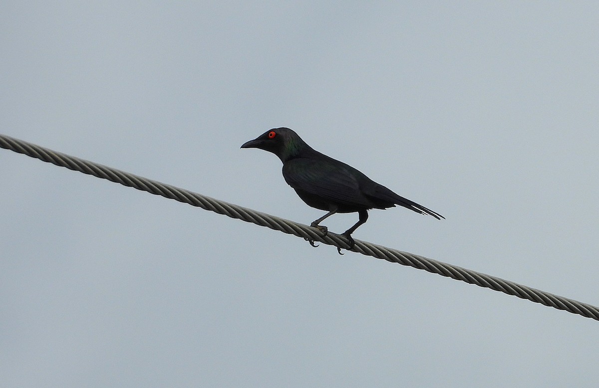 špaček lesklý - ML646096340