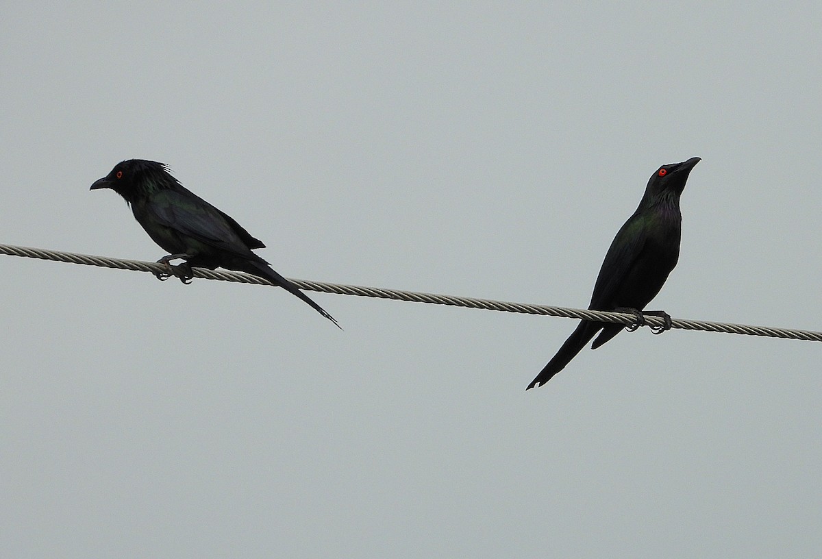 špaček lesklý - ML646096341