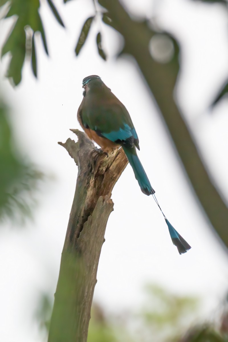 Turquoise-browed Motmot - ML646096344