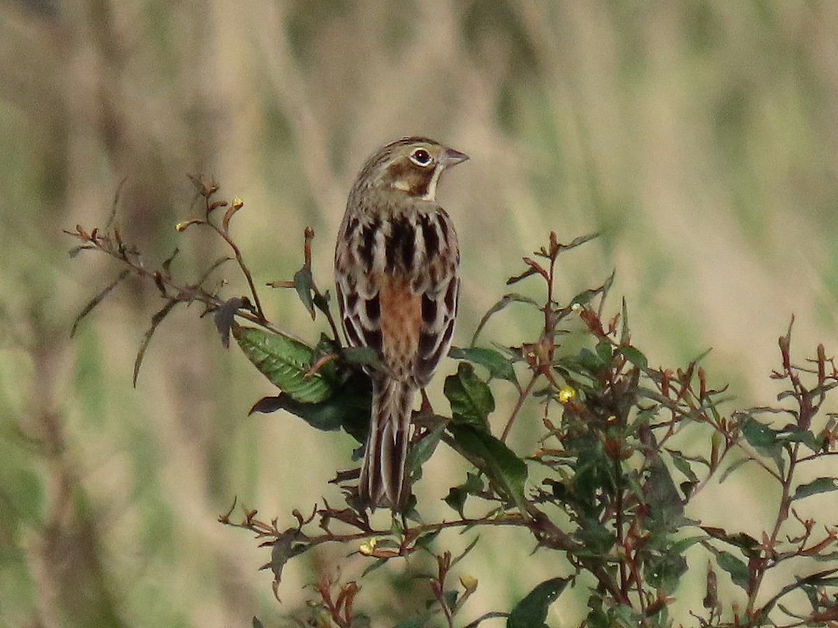 Chestnut-eared Bunting - ML646096345