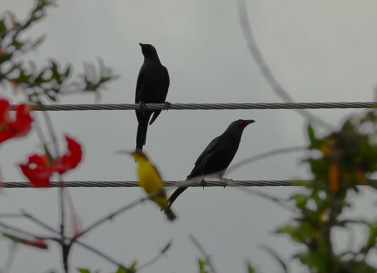 špaček lesklý - ML646096348