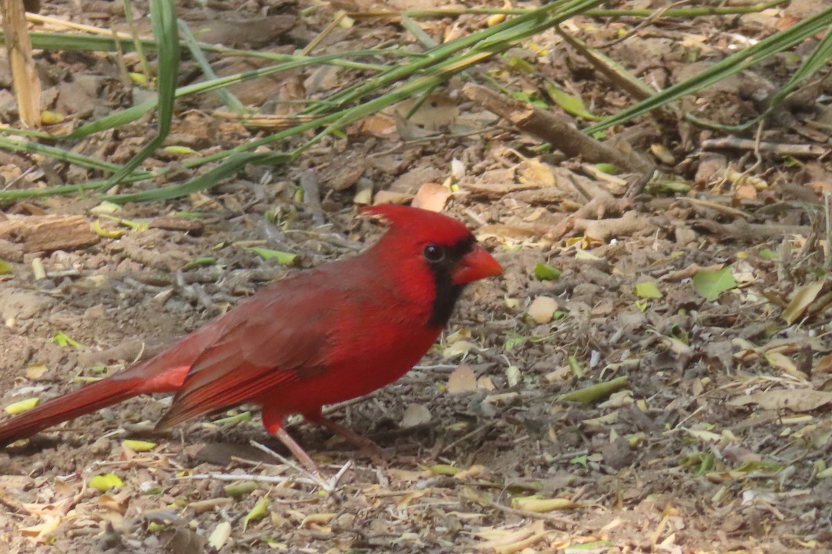 Cardinal rouge - ML646096351