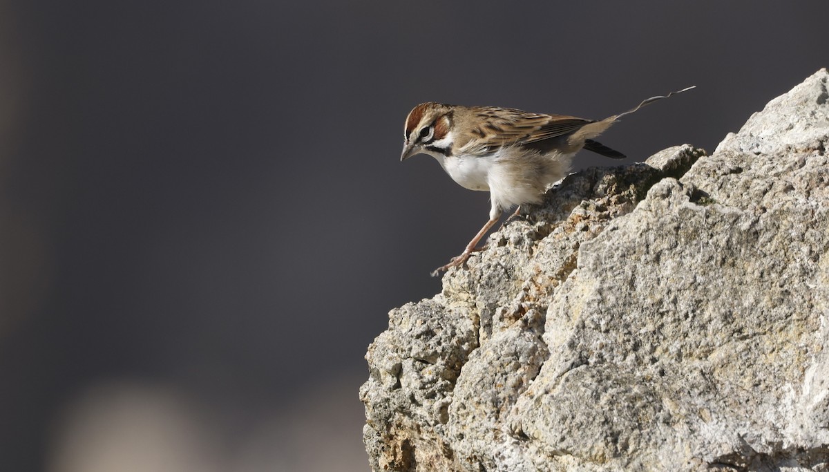 Lark Sparrow - ML646096353
