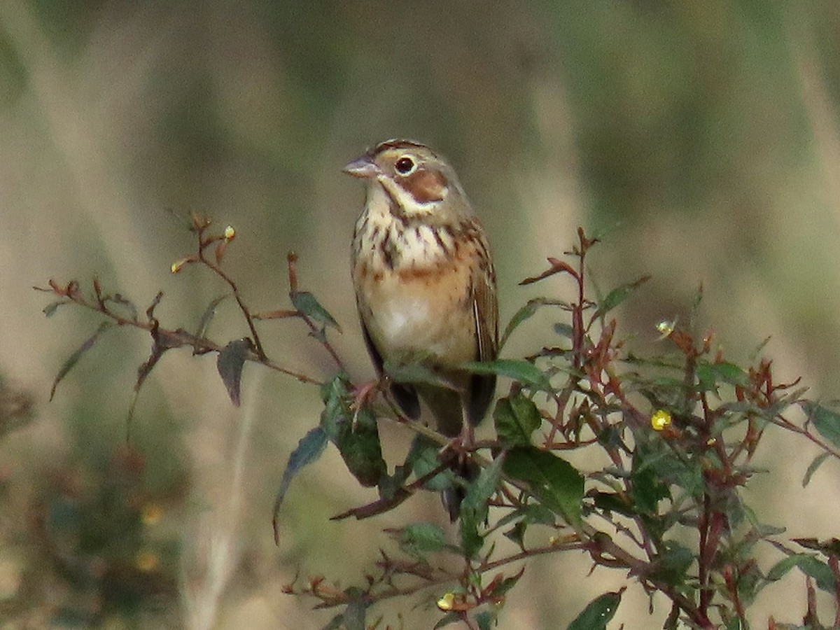 Chestnut-eared Bunting - ML646096357
