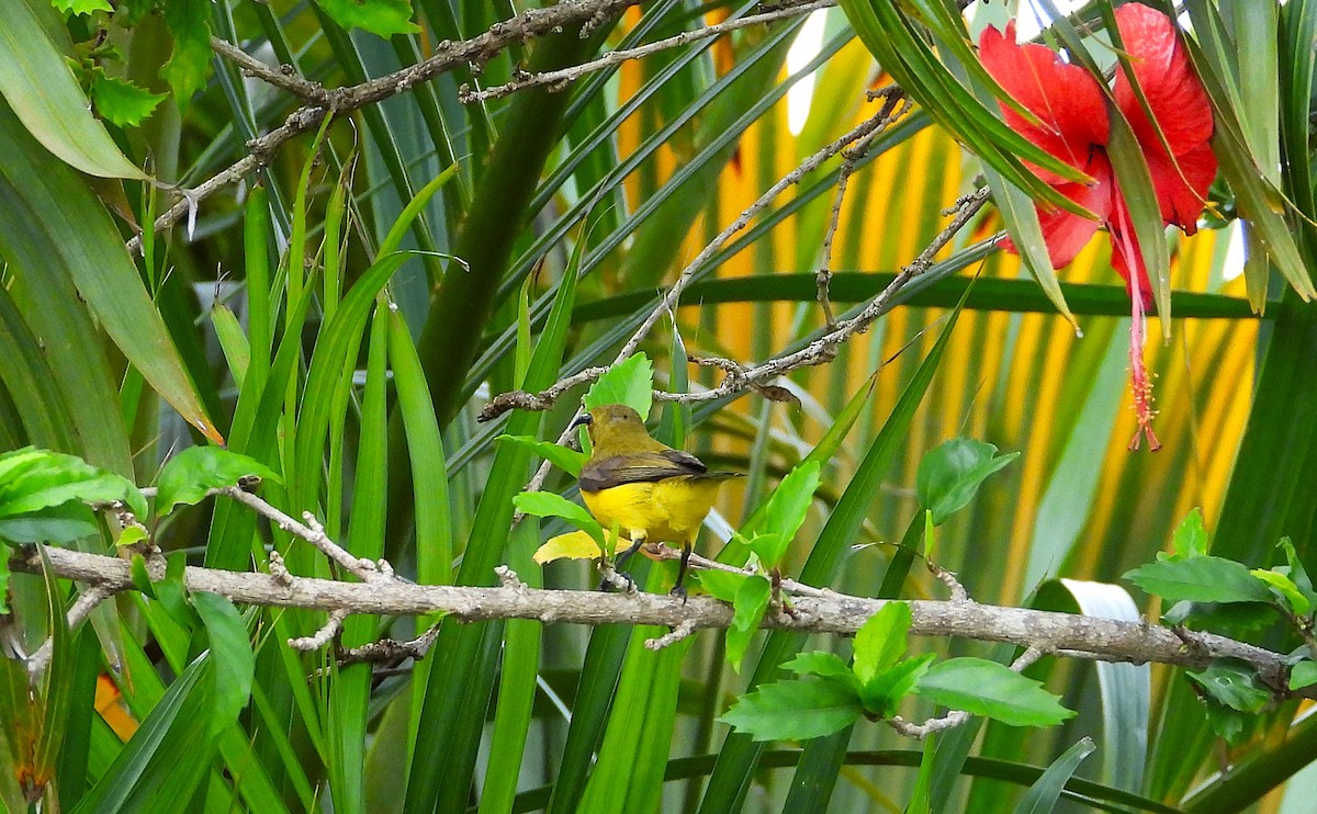 Sahul Sunbird - ML646096358