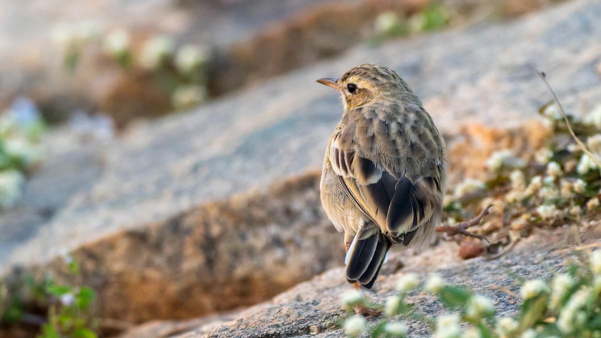Richard's/Paddyfield Pipit - ML646096362