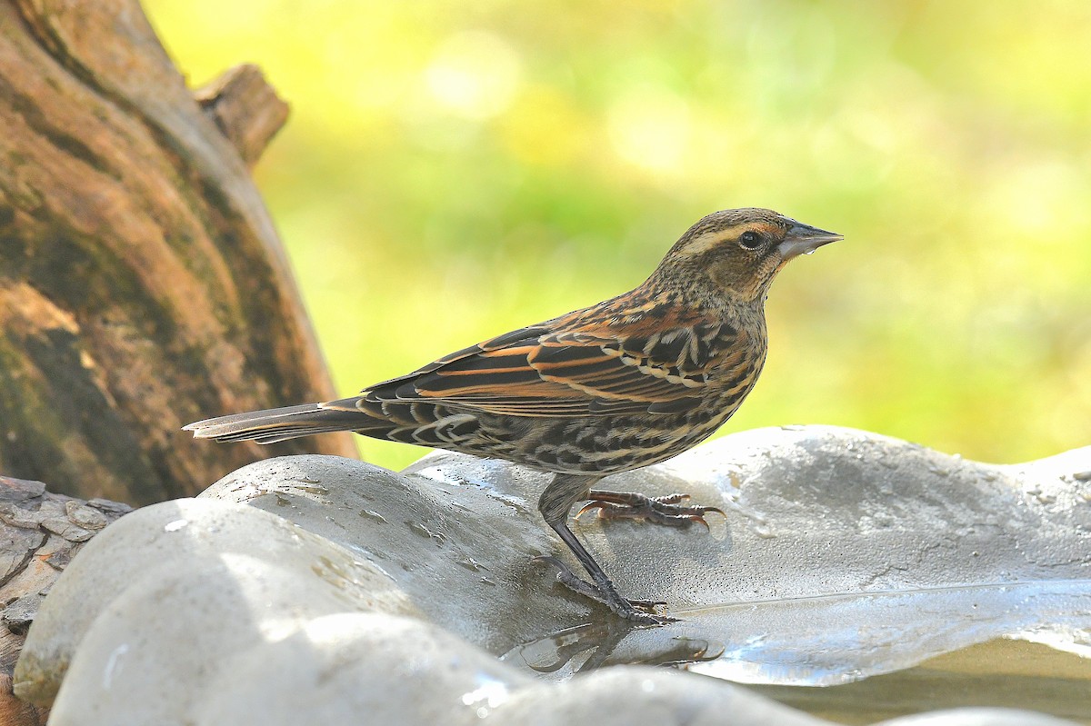 Red-winged Blackbird (Red-winged) - ML646096365