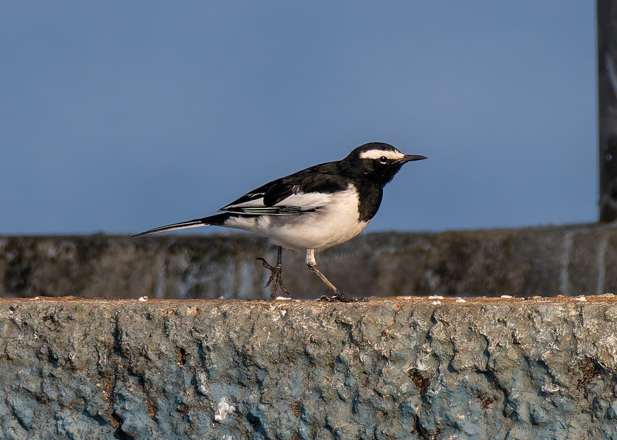 White-browed Wagtail - ML646096366