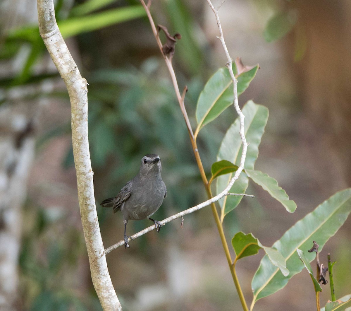Gray Catbird - ML646096367