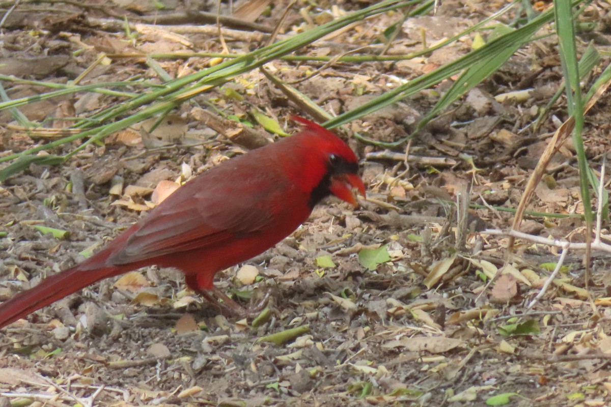 Cardinal rouge - ML646096368