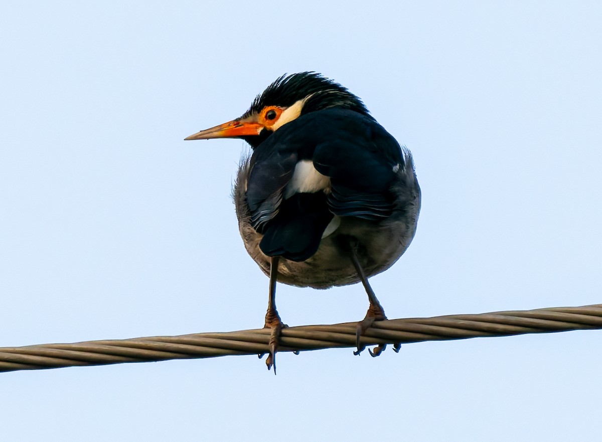 Indian Pied Starling - ML646096372