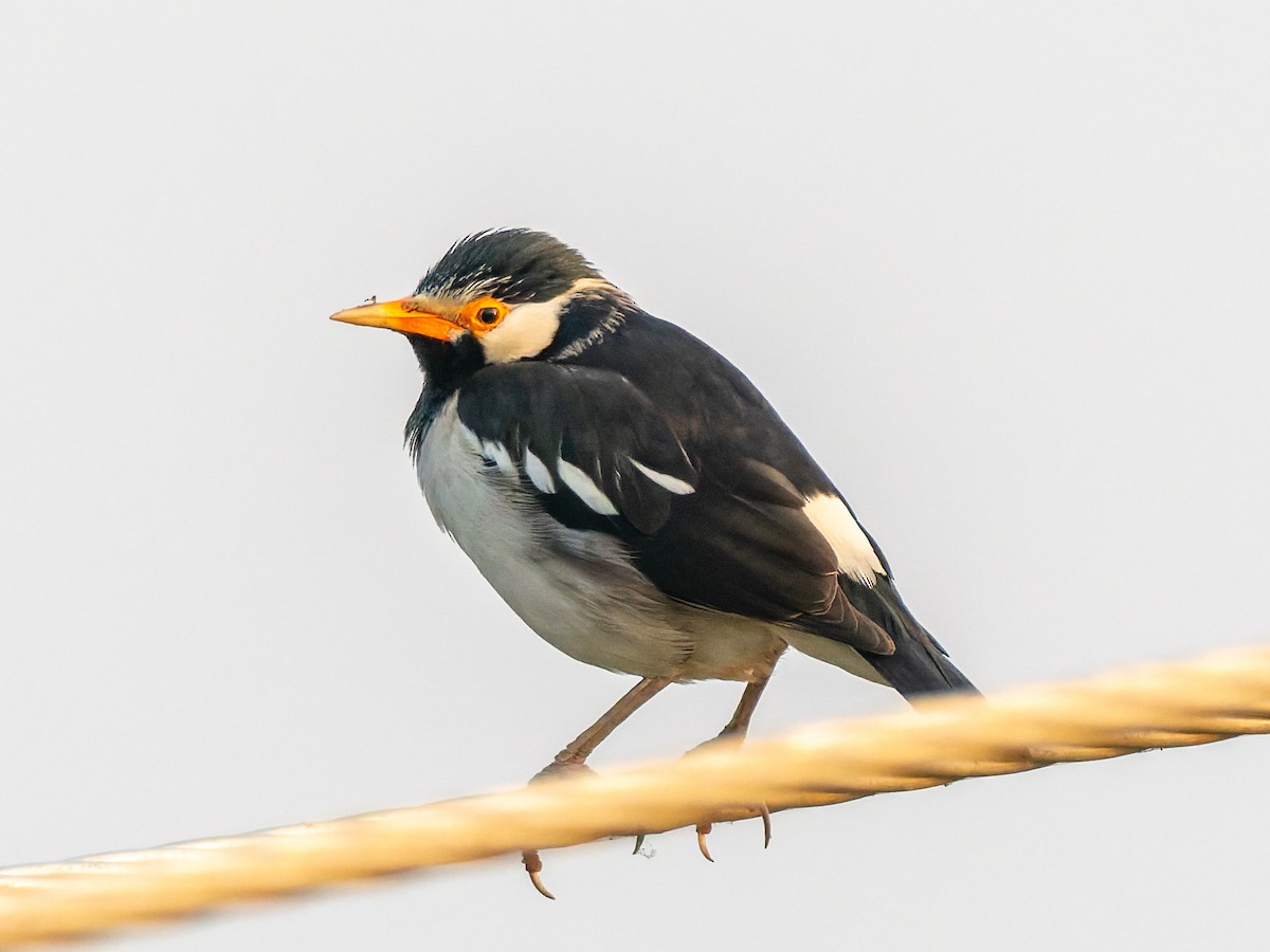Indian Pied Starling - ML646096373