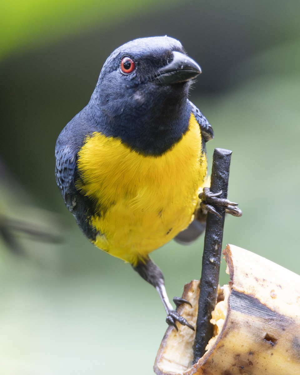 Blue-and-gold Tanager - ML646096381