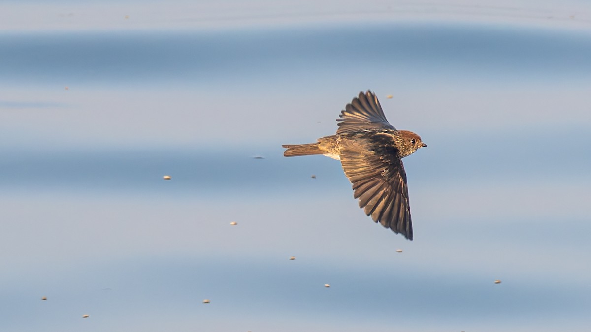 Streak-throated Swallow - ML646096385