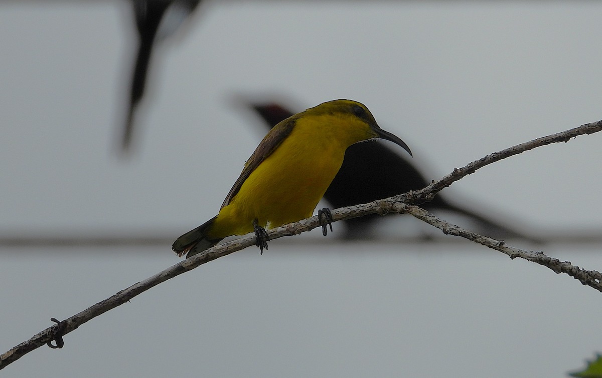 Sahul Sunbird - ML646096386