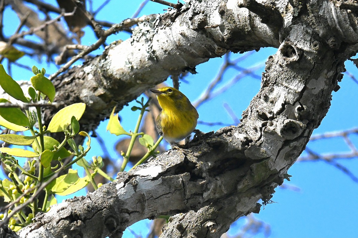 Reinita del Pinar - ML646096387