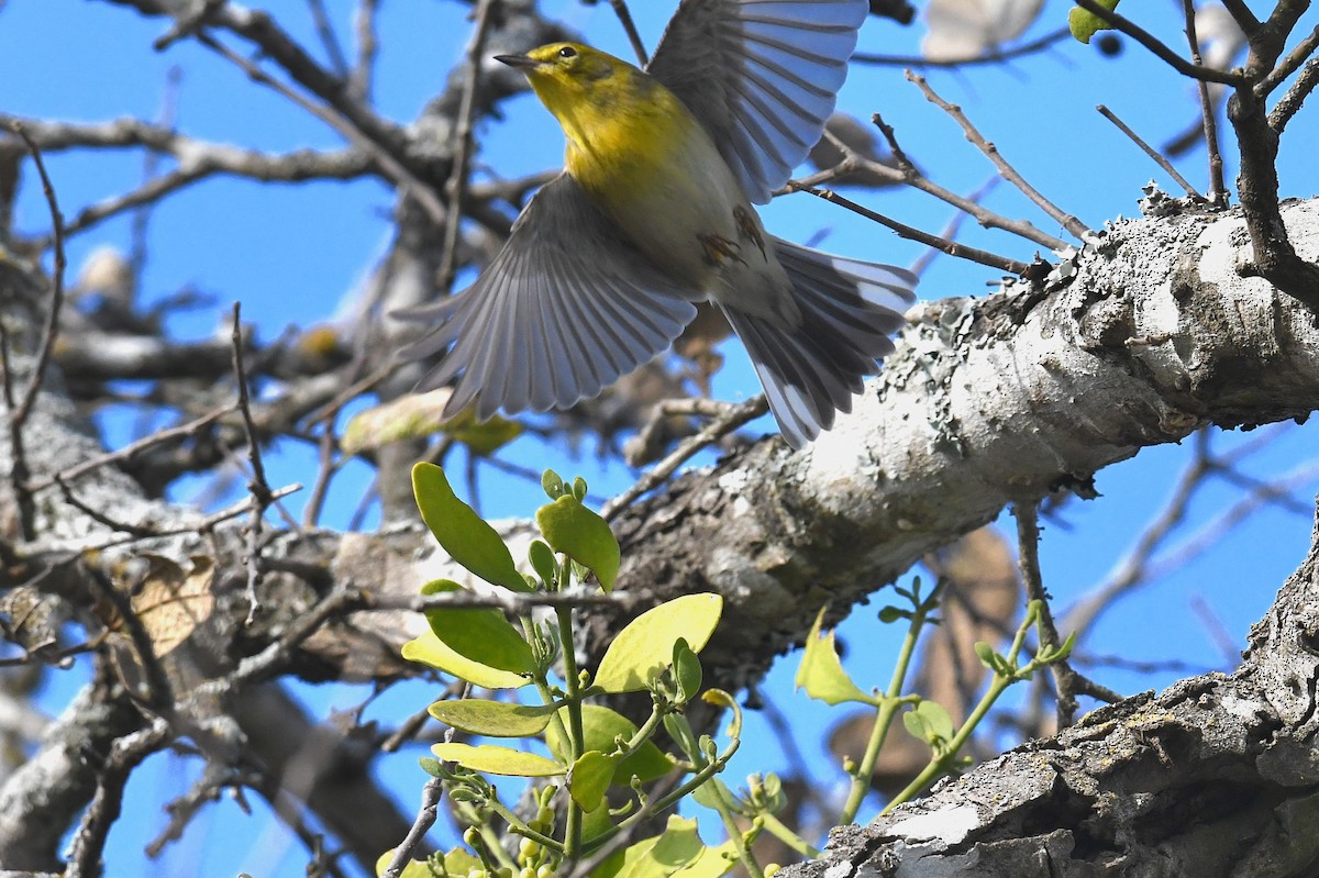 Reinita del Pinar - ML646096388