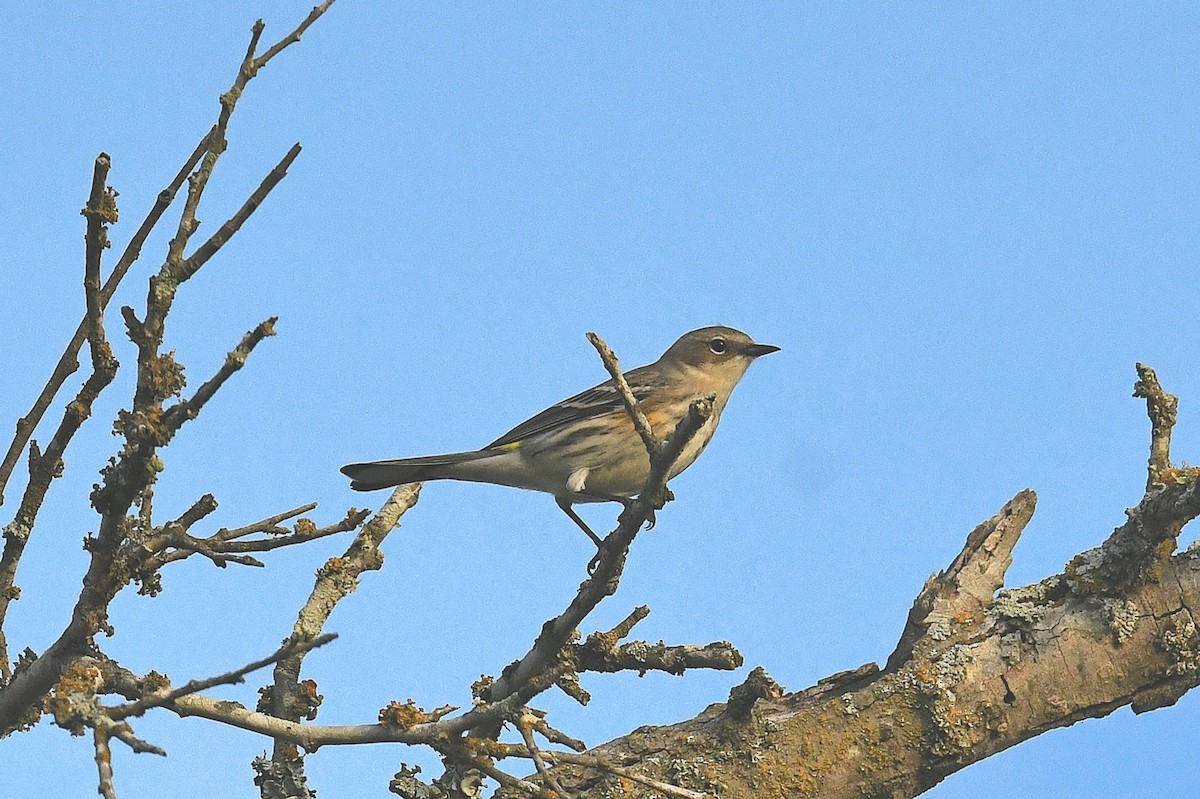 Yellow-rumped Warbler (Myrtle) - ML646096406