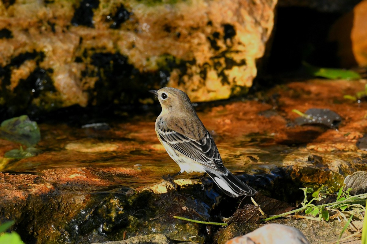 Yellow-rumped Warbler (Myrtle) - ML646096407