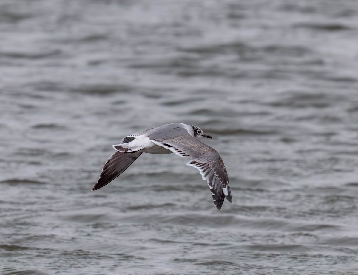 Franklin's Gull - ML646096409
