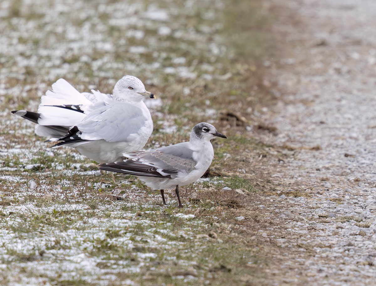 Franklin's Gull - ML646096410