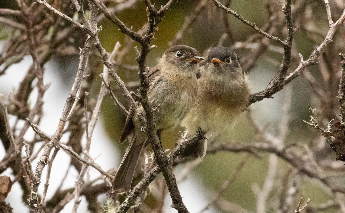 Black-capped Flycatcher - ML646096411