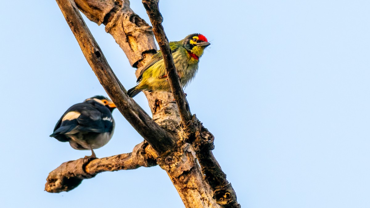Coppersmith Barbet - ML646096420