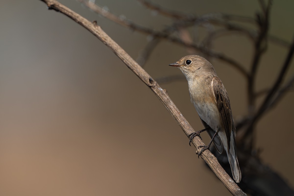 חטפית גמדית - ML646096421