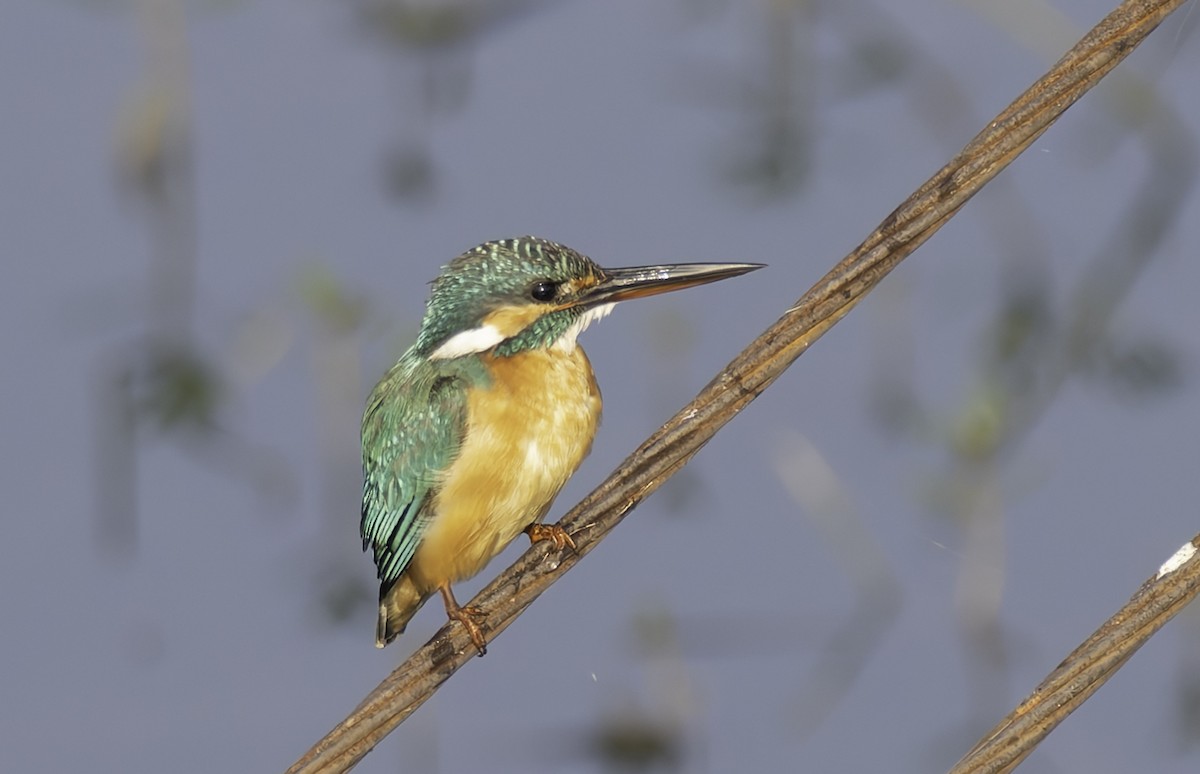 Common Kingfisher - ML646096426