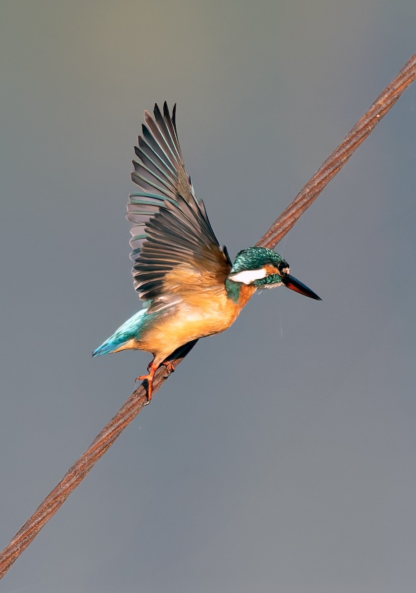 Common Kingfisher - ML646096427