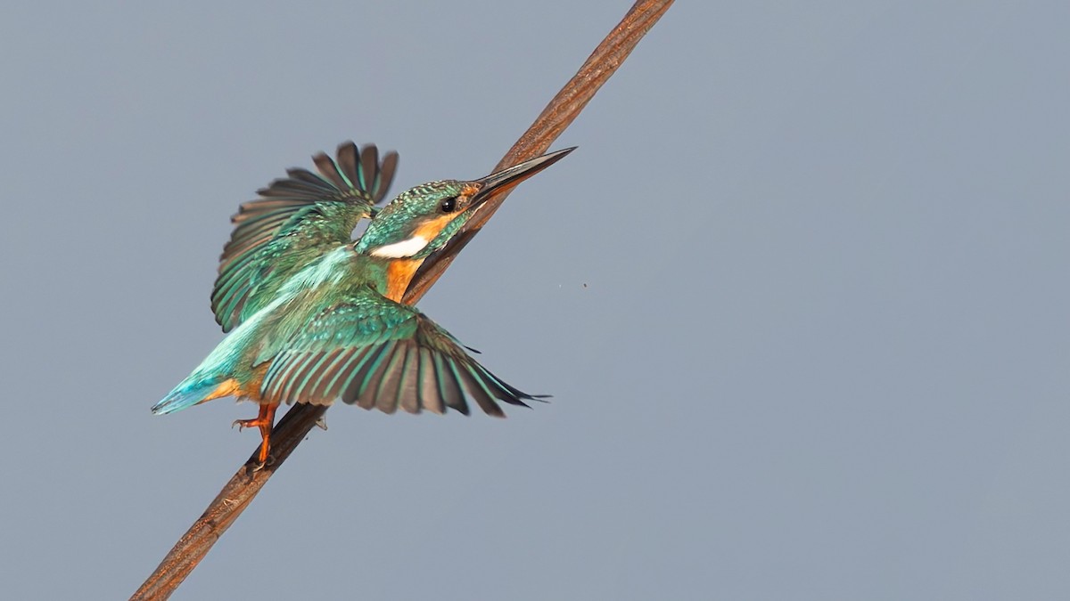 Common Kingfisher - ML646096428