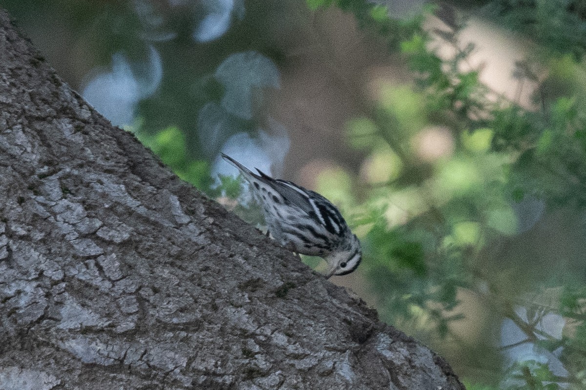 Kletterwaldsänger - ML646096429