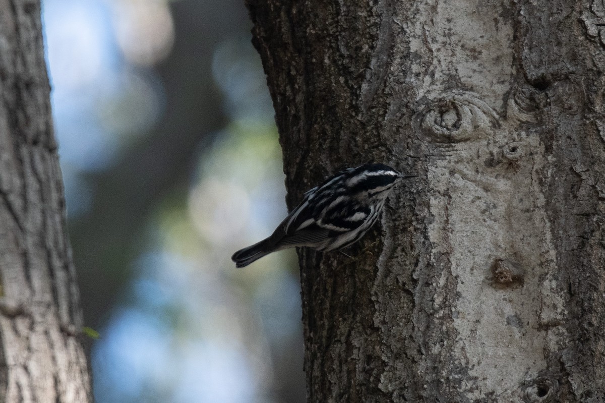 Kletterwaldsänger - ML646096430