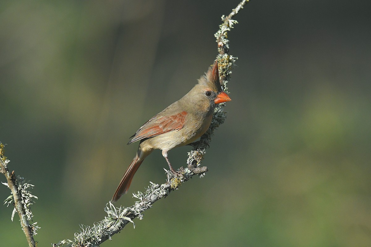 Cardinal rouge (groupe cardinalis) - ML646096432