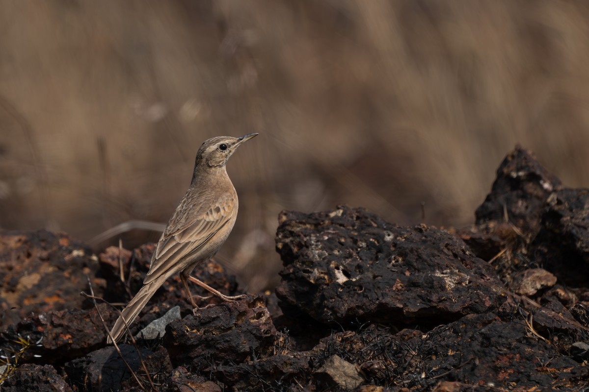 פפיון הרים - ML646096438