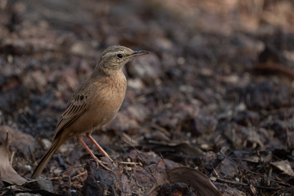 פפיון הרים - ML646096440