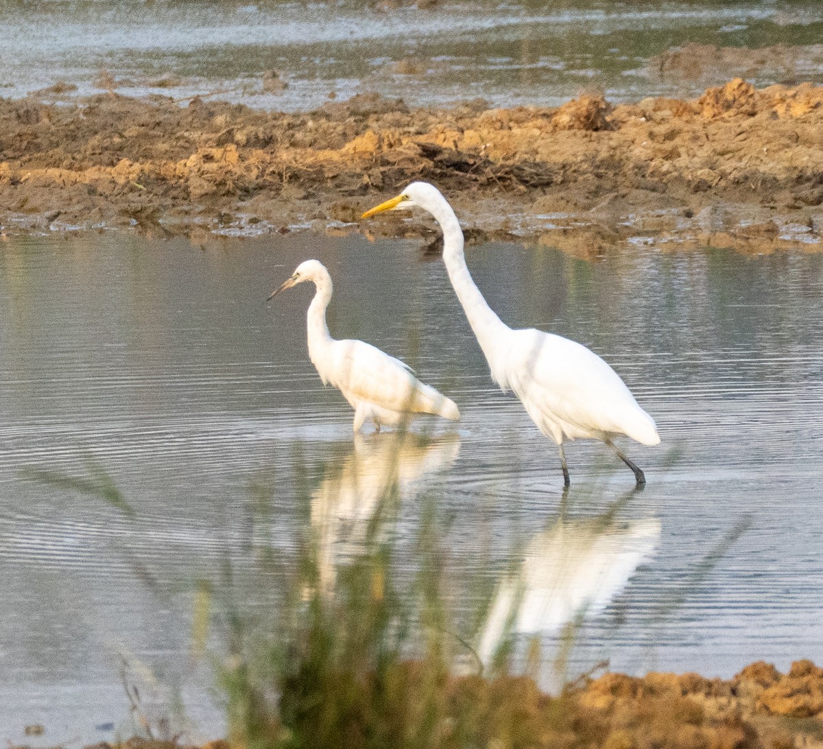 Little Egret - ML646096441