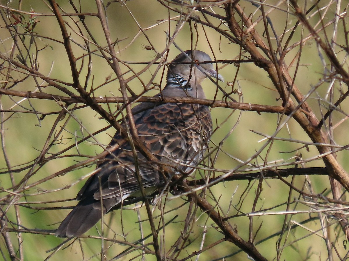 Oriental Turtle-Dove - ML646096442