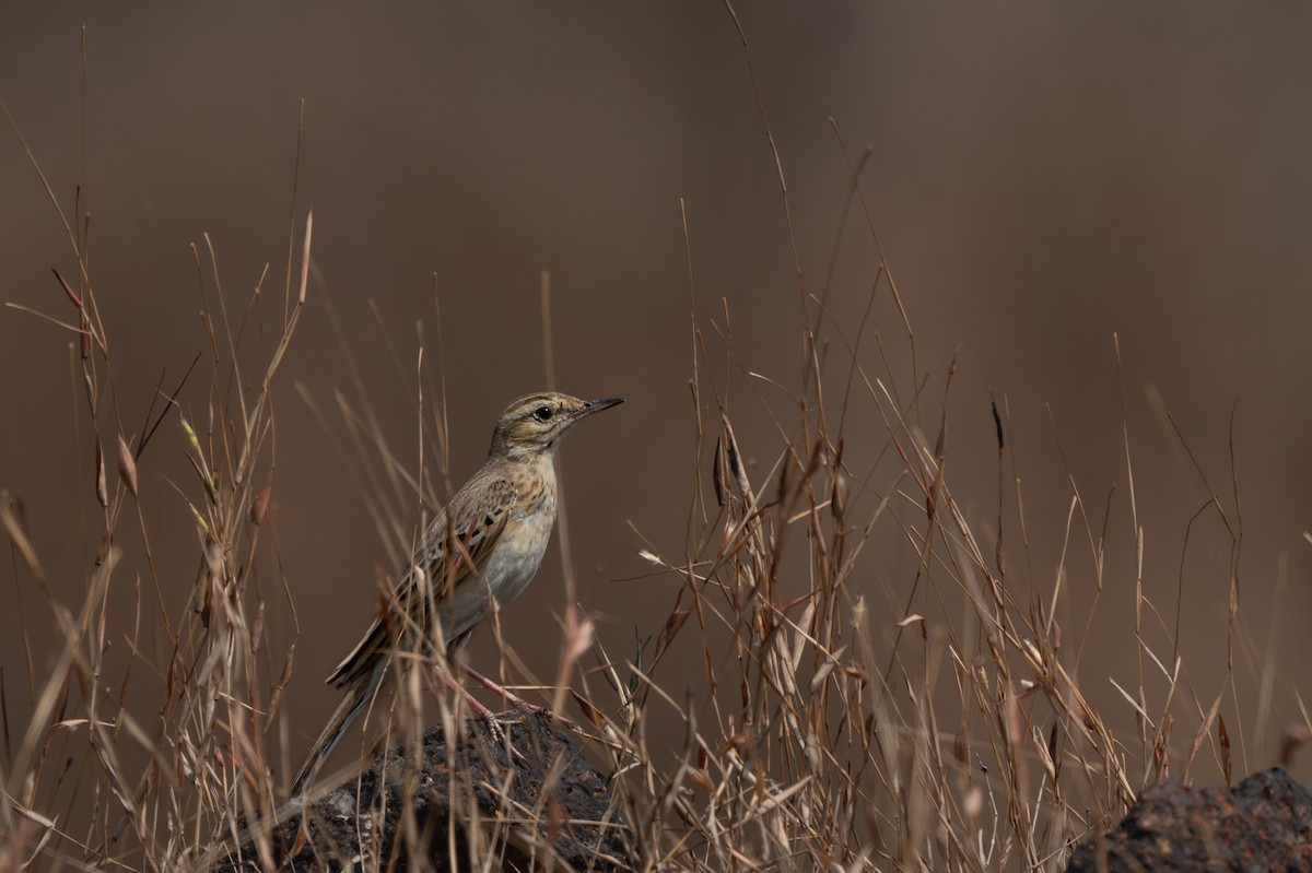 פפיון צהוב - ML646096443