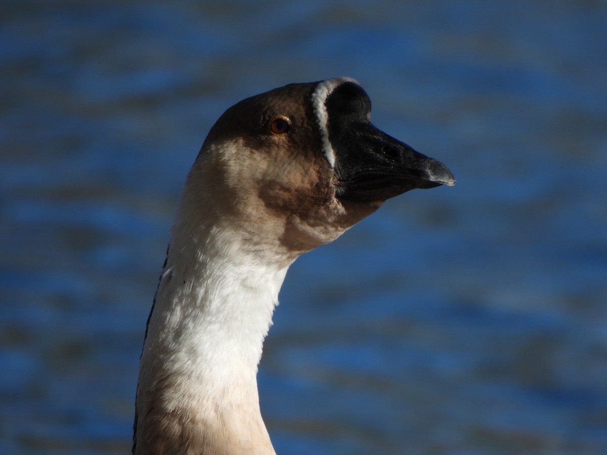 Ánsar Cisnal (variedad doméstica) - ML646096447