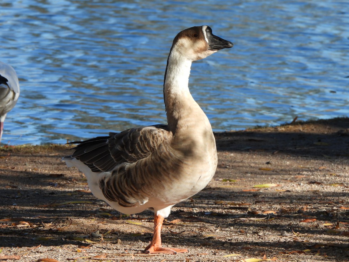 Ánsar Cisnal (variedad doméstica) - ML646096448