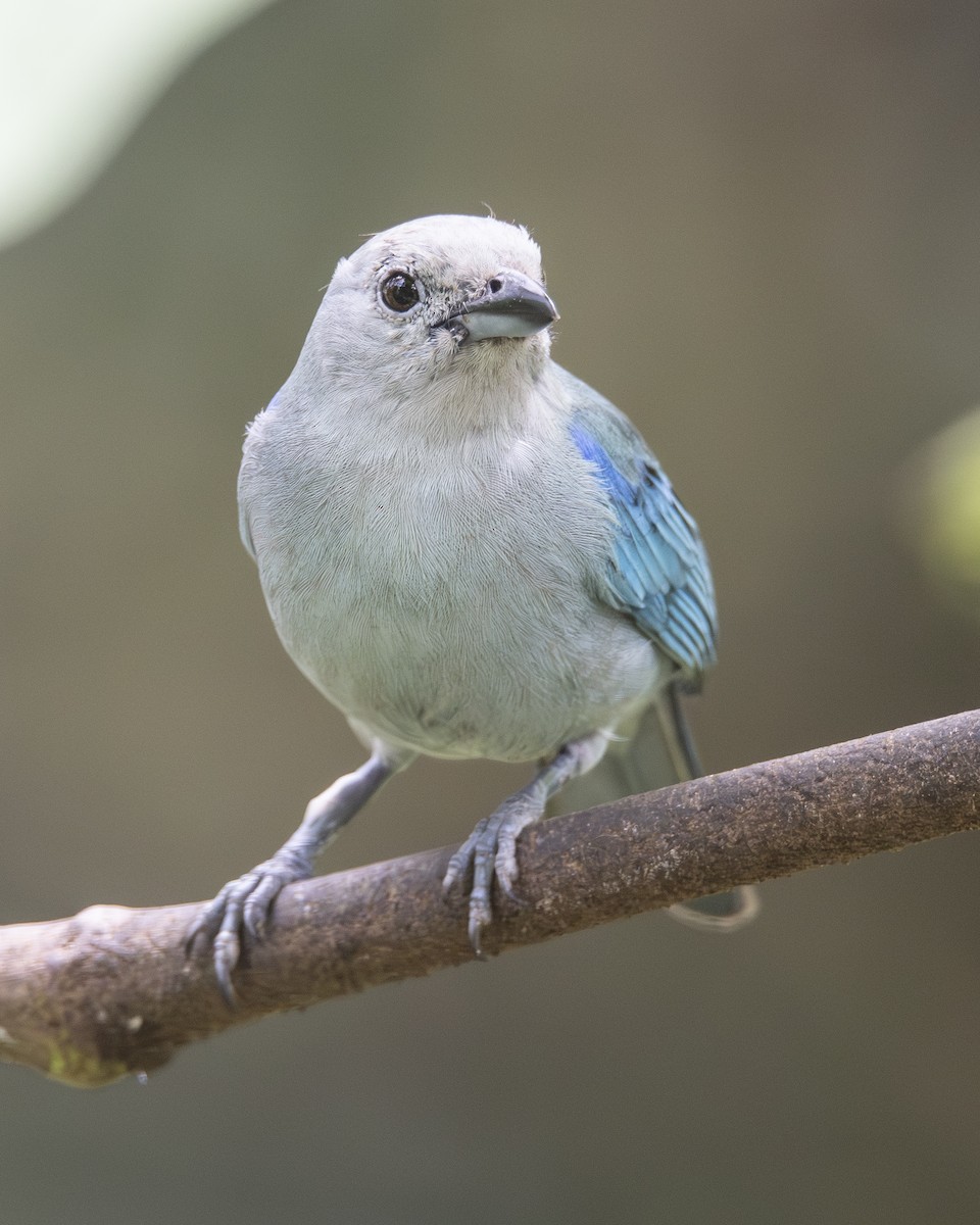 Blue-gray Tanager - ML646096449