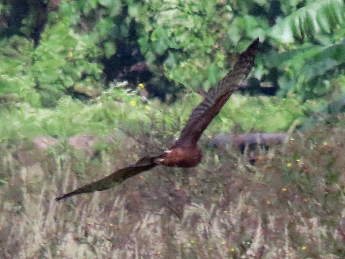 Pied Harrier - ML646096451