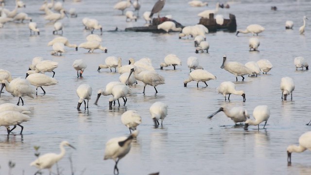 Black-faced Spoonbill - ML646096452