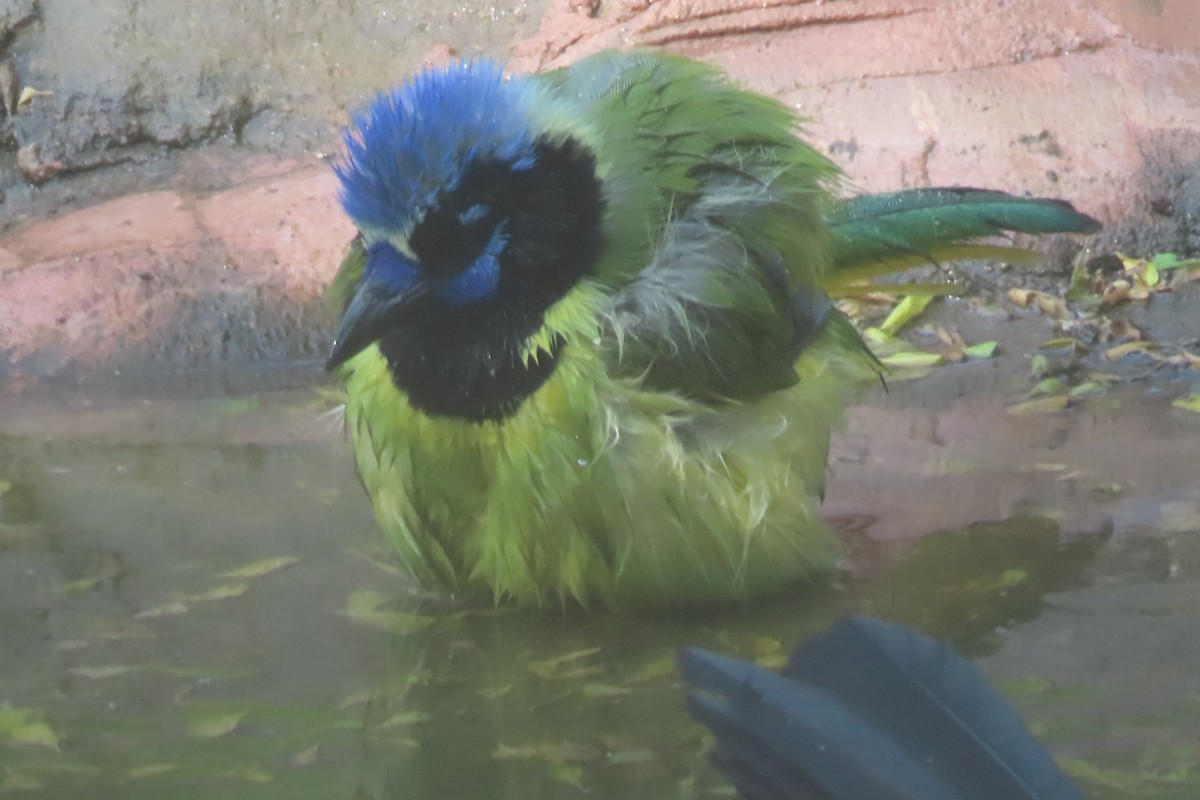 sojka zelenavá - ML646096459