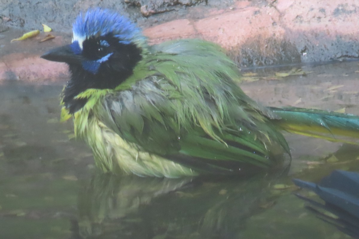 sojka zelenavá - ML646096460