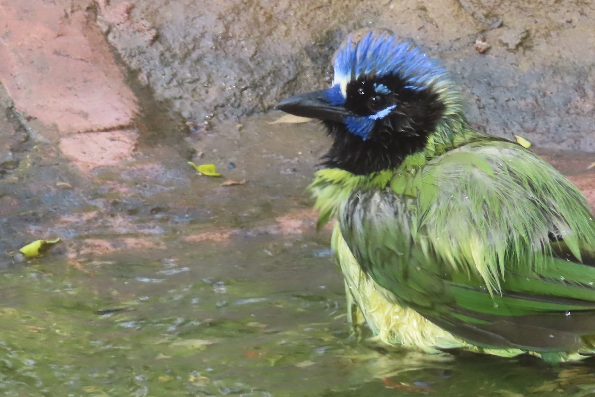 sojka zelenavá - ML646096461